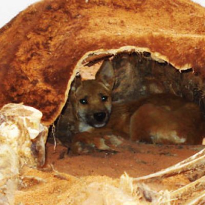 A dingo shelters in a cow carcass in northern South Australia. 