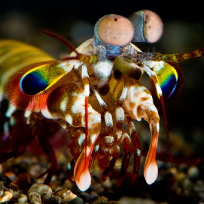 A mantis shrimp's compound eyes are 'superbly tuned' to detect polarised light. Image: Roy Caldwell