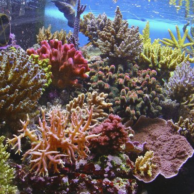 Coral is threatened by rising sea temperatures