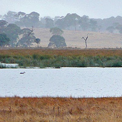 Reforestation is a natural step towards wetland catchment restoration, but in some cases, this could result in the disappearance of the very wetland that we seek to protect.