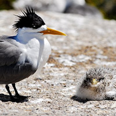 Crested Tern with chick (Sterna bergii): Photo Stuart Cohen/Office of Environment and Heritage