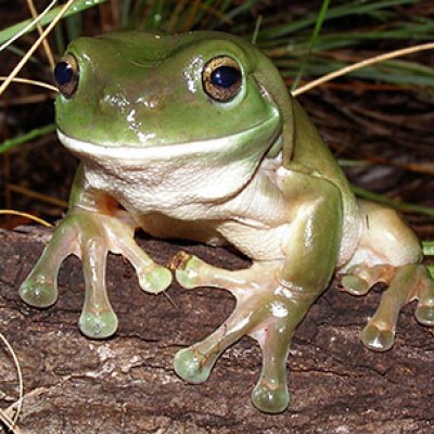 Rapid climate change likely to challenge animal resilience - UQ News - The University of Queensland, Australia Rapid climate change likely to challenge animal resilience - UQ News - The University of Queensland, Australia