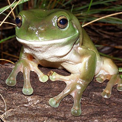 The green tree frog (Litoria caerulea) is an ectotherm which relies on the external environment to regulate its body temperature. Photo: Ed Meyer