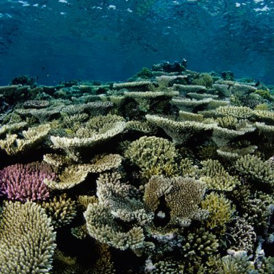 New research provides some hope that all will not be lost for future coral reefs.