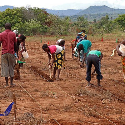 Farmers in Sussundenga planting maize at the start of the rainy season