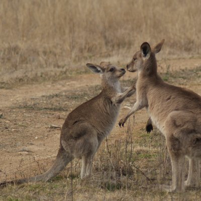 UQ researchers have studied kangaroos to see why animals form social bonds. Photo: Emily Best.