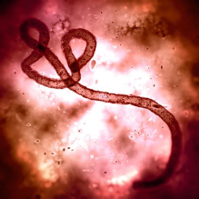 Ebola virus