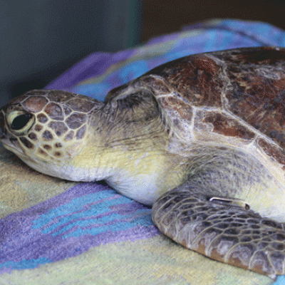 Barry the green sea turtle in triage at Moreton Bay Research Station. Credit: Dr Kathy Townsend