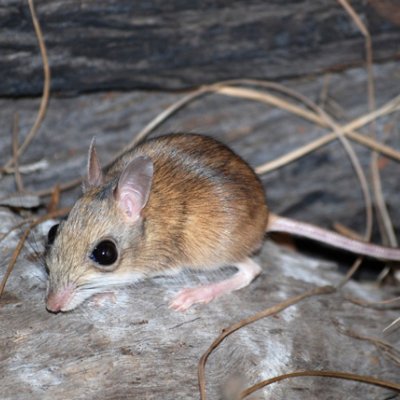 The northern hopping mouse has been caught on camera for the first time