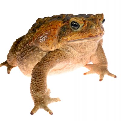 Cane toad