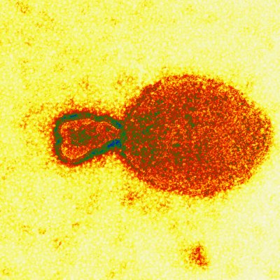 A coloured transmission electron micrograph of the Hendra virus. Image produced by Electron Microscopy Unit, Australian Animal Health Laboratory