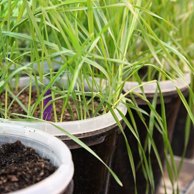 Wheat growing in Cecile Richard's clear-plastic pots