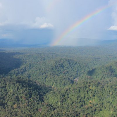 Extensive areas of forest still remain in Borneo, but their protection needs to be considered in the context of other land uses