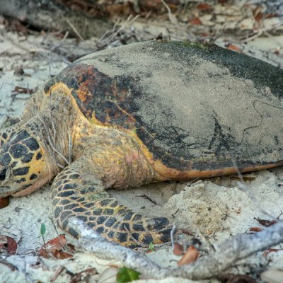 A turtle on the sand