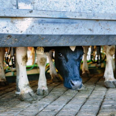 Cows being milked at the UQ Gatton dairy ... UQ ranks highest in Australia in Agriculture and Forestry