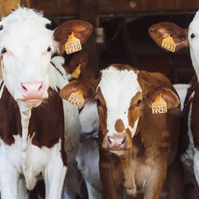 UQ’s Centre for Animal Welfare and Ethics is working to improve animal welfare during farming, slaughter and transport