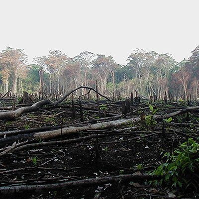 Environmental defenders help protect land, forests, water and other natural resources.