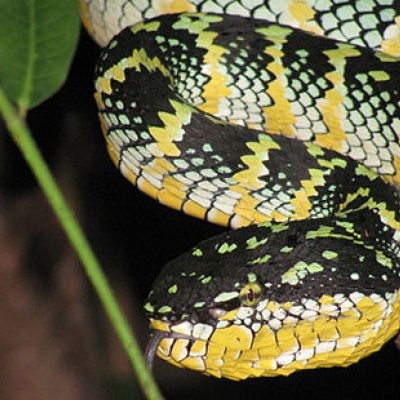 A temple pit viper from Gombak Valley, Malaysia (Credit: Scientistchic).