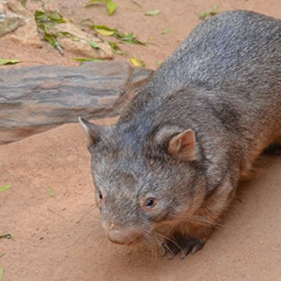 Wombat skulls seem to be changing to match their diets