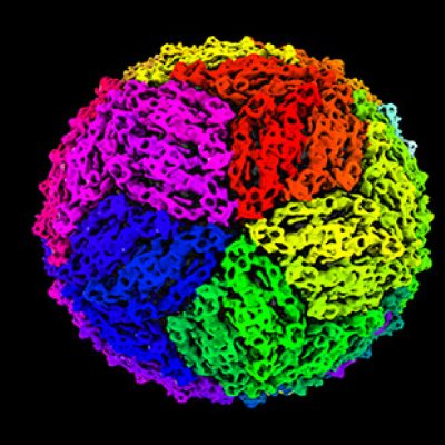 A 3D reconstruction of a chimeric viral particle