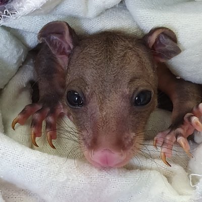 A short-eared possum wrapped in a blanket