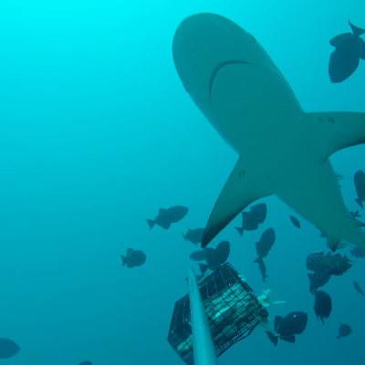 A Caribbean reef shark is surrounded by smaller fish. Credit: Global FinPrint project.