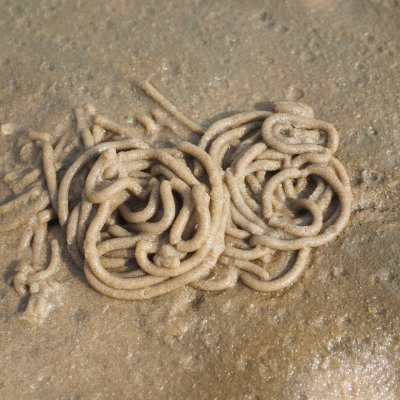 A pile of worms covered in sand on a beach.