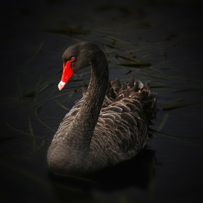 Stock image: Black swan