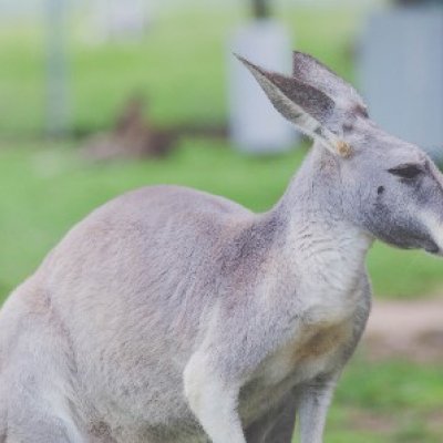 Close-up of kangaroo.