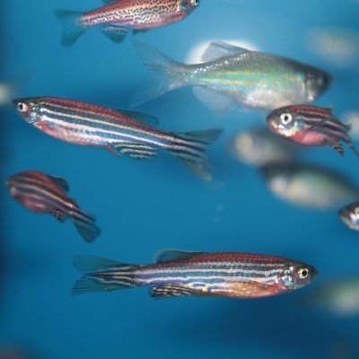 Zebrafish swimming in water.