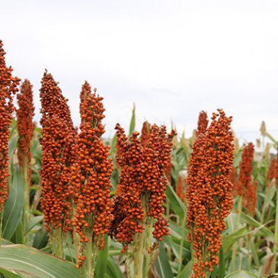 Image of grain crop growing in a field. 