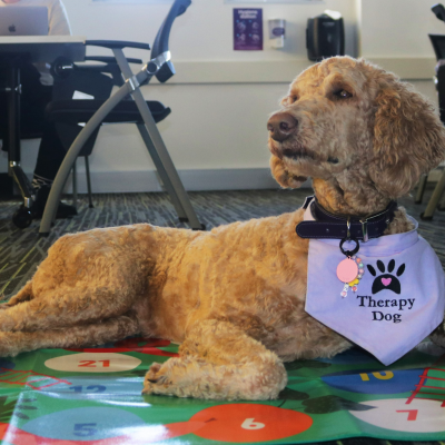 Therapy dog named Elsa wearing purple bib lying on mat. Supplied