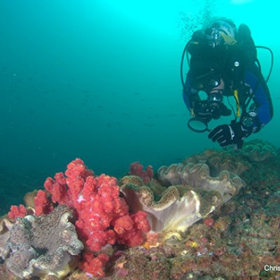 A scuba diver examining brightly coloured coral on a reef