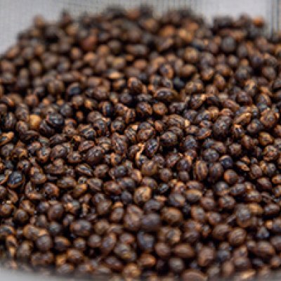 A close up of brown wattleseeds in a lab