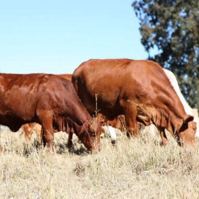 Large cattle grazing in a grassy field 