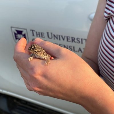 A human hand holding a small earless dragon