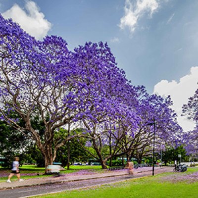 Flowering jacarandas lining the edges of a footpath and bikeway