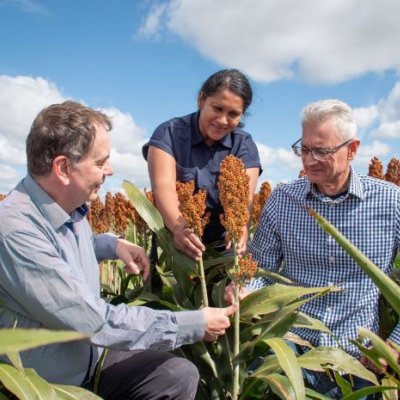 Three people investigating a sorghum stem 
