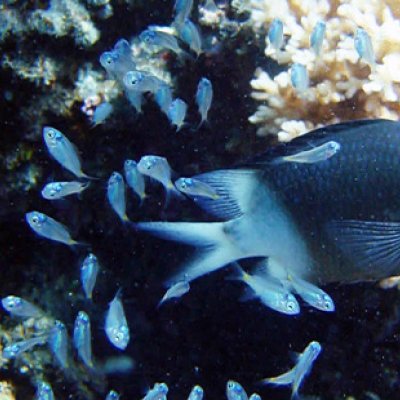An underwater image of a black and white reef fish with some baby fish in front of coral.