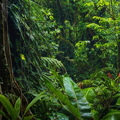 a view of very green dense foliage and a large tree trunk covered in ferns