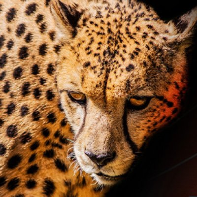A cheetah in front of a racetrack