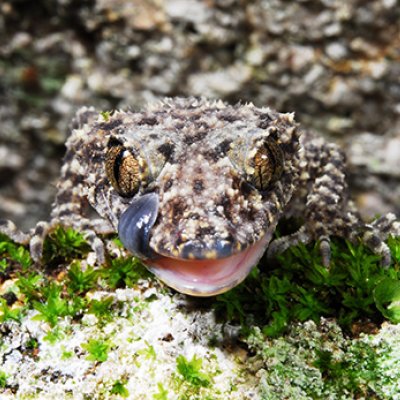 a spotty lizard with a wide mouth is licking its lips