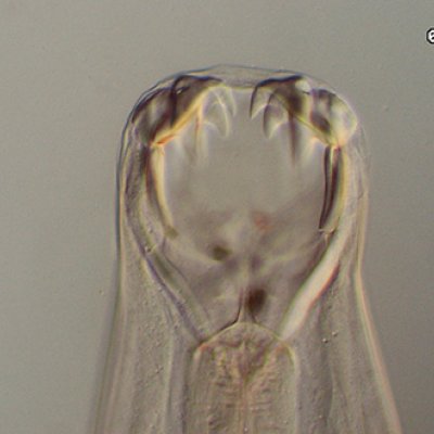the round skull of an animal with large teeth