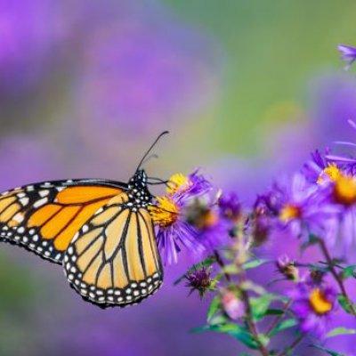 A monarch butterfly on purple flowers