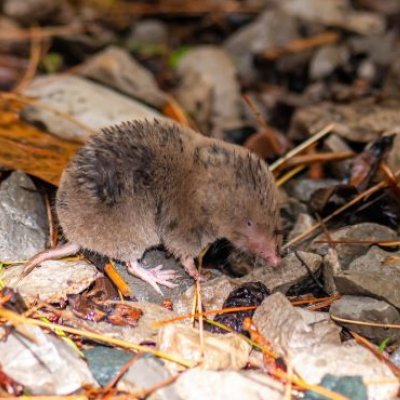 A northern short-tailed shrew in forest leaf litter