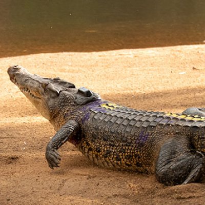 a crocodile moves away on a sandy bank 