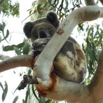 A South East Queensland koala, part of a population that has developed the unique genomic immunity. 
