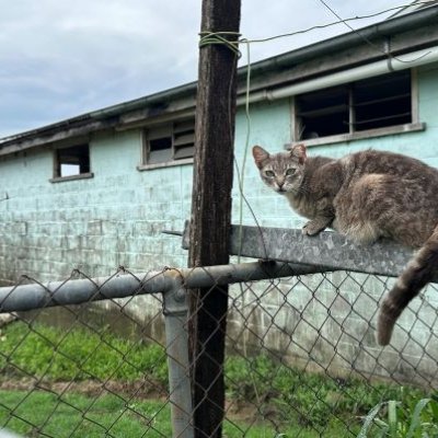 Grey cat sitting on a wire fence in front of an aqua building