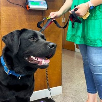 A dog sitting on scales 