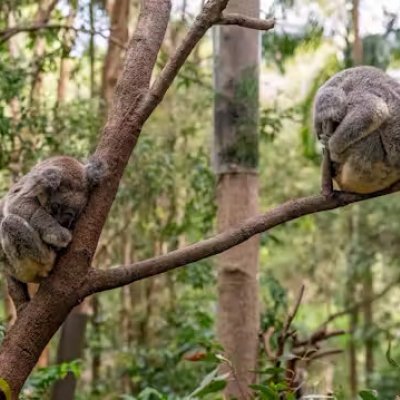 two koalas sleep on thin branches in a gum tree